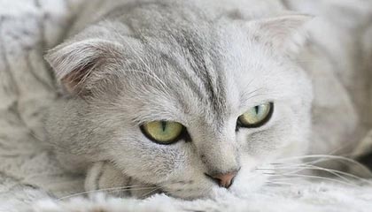 JIUYOU GAMING-中外足球青训合作项目启动，培养人才，中国足协在国外有青训基地吗